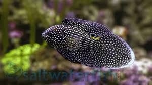 Marine Betta Saltwater Fish Groupers Betta Marine Home Aquarium
