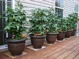 Check spelling or type a new query. Thread For Posting Assessment Of The New Dwarf Project Varieties Page 8 Diy Garden Fountains Garden Decor Projects Plants