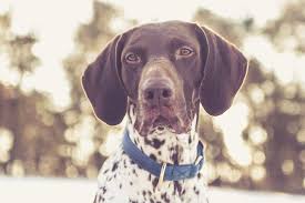 Maybe you would like to learn more about one of these? German Shorthaired Pointer Puppies Cheap Online