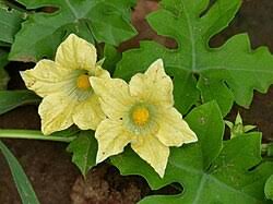 Image result for Coccinia rehmannii