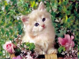 Select desktop wallpapers in all high resolutions, including hd 1920x1080, 1920x1200, and 3840x2160 for 4k screens Cute Cat Wallpapers Hd Wallpapers Powerballforlife Desktop Background