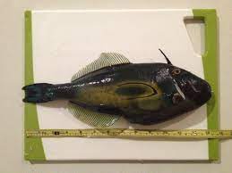A Fishy Focus Scientific Scribbles