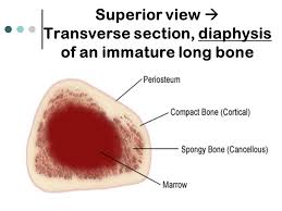 Related posts of cross section of a long bone. Gross Anatomy Long Bone Basic Structure Superior View Transverse Section Diaphysis Of An Immature Long Bone Ppt Download