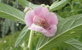 Image result for Sesamum radiatum