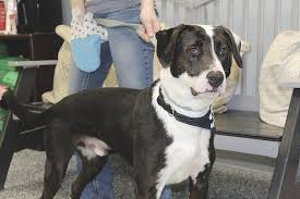 Kevin Mcclintock Four Big Dogs Looking For Wide Open Spaces To Roam Big Dogs Animal Shelter Humane Society