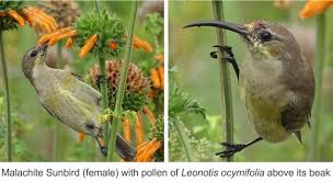 Image result for Leonotis ocymifolia
