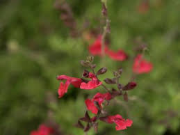 Hummingbirds like a wide variety of flowers, but they strongly prefer flowers that are high in nectar, and that have a tubular or spurred shape that their beaks fit inside of, but they sometimes also really like flowers with shorter shapes, such as blue rotheca myricoides flowers. Looking To Attract Hummingbirds To Your Garden Try Planting These Five Flowers