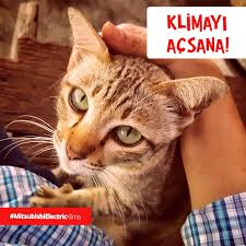 Uzmeyin Birbirinizi Klimayi Acin Tasarruflu Serinligin Tadini Cikarin Mitsubishielectricklima Enerji Havalandirma Mitsubishielectrickli Kedi