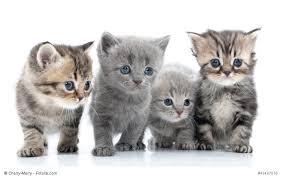 Nicht alle müssen bedeuten, dass ihr etwas passiert ist. Katze Kaufen Das Solltest Du Beachten Haustiermagazin