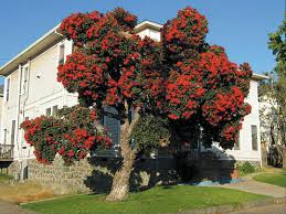 30 Mosquito Repellent Plants Red Flowering Gum Tree Eucalyptus Ficifolia Mosquito Repelling Plants Plants Flowering Trees