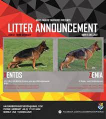 How to select a german shepherd for sale for your family. Litter Announcement Xentos And Zenia Located In Oklahoma Akc German Shepherd Breeder Puppies For Sale Haus Amberg Shepherds