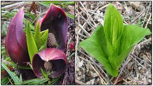 The partial halo that you noticed might be due. Michigan Spring Flowers Hiking Michigan