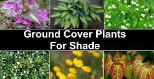 Blooms are larger dark purple flowers. 18 Great Ground Cover Plants For Shade Including Pictures