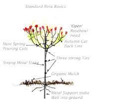 Standard Rose Basics Standard Roses Rose Trees Best Roses