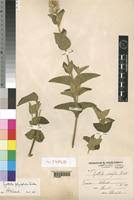 Image result for Cyathula polycephala