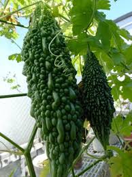 Ready to bring some vine goodness to your garden? Vines Plants Examples With Names Vines With Names Examples Plants Flowering Vines