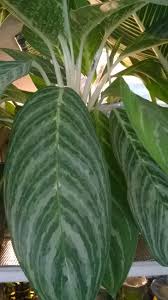 The adaxial leaf surfaces of plants of the new aglaonema are solid silver green without any dark green markings, spots or blotches typical of other aglaonemas of this type. à¸š à¸¥à¸¥ à¸‡à¸ à¹€à¸‡ à¸™ Aglaonema Commutatum Silver Queen Plants Variegated Plants Plant Leaves
