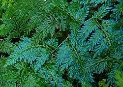 Image result for Selaginella myosurus