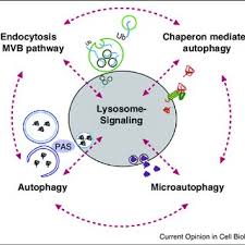 Pdf Lysosomal Signaling In Control Of Degradation Pathways
