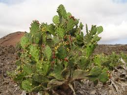Image result for Opuntia monacantha