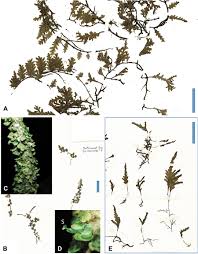 Image result for Didymoglossum erosum