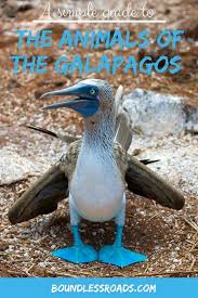 Guide To The Incredible Animals Of The Galapagos Boundless Roads Galapagos Animals Galapagos Islands Animals