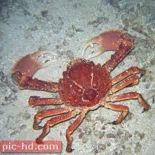 صور سرطان البحر سرطان البحر وفوائده Crustaceans Crab Sea Life