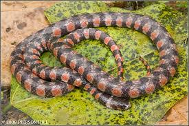 Image result for Hydrops triangularis