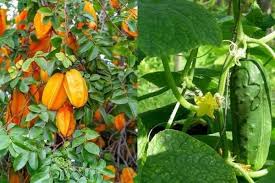 Walaupun tanaman yang kamu tanaman nantinya tumbuh dengan baik, tapi ada jenis tertentu yang masih belum bisa berbuah dengan lingkungan dari selain akan membuat tanaman cepat berbuah, tampilan tanaman juga bisa menjadi lebih cantik. Jenis Tanaman Cepat Berbuah