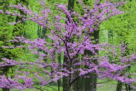 Full sun, partial shade height/habit: Redbud Trees In Full Spring Bloom Near Defiance Ohio Stock Photo Dissolve