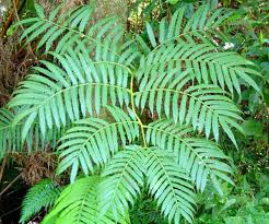 Image result for Ptisana