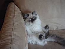 In purebreds, the eyes are always blue. Himalayan Cat Wikipedia