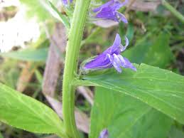 Image result for Lobelia pteropoda