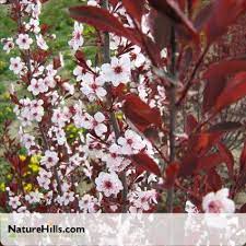 Purpleleaf Sand Cherry Tree Flowering Trees Online Plant Nursery Pink Spring Flowers