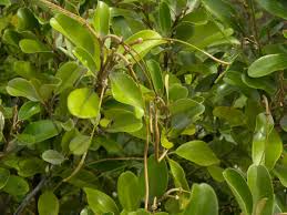 Image result for Capparis citrifolia