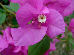 We did not find results for: Plantfiles Pictures Bougainvillea Elizabeth Angus Bougainvillea By Htop
