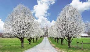 Flowering size ornamental pear trees produce flowers all spring. Cleveland Flowering Pear Tree Buy Cleveland Select Pear Trees For Sale Fast Growing Trees Fas Trees For Front Yard Flowering Pear Tree Fast Growing Trees