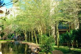 Image result for Acacia xanthophloea