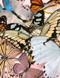 La 2019 Flowers Photography Wallpaper Photography Wallpaper Flowers Photography