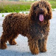 Image result for irský vodní španěl