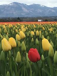 2300 market st., mount vernon, wa 98273. Skagit Valley Tulip Festival Mount Vernon 2021 All You Need To Know Before You Go With Photos Tripadvisor