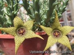 Image result for Orbea caudata