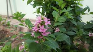 Image result for Ruspolia seticalyx