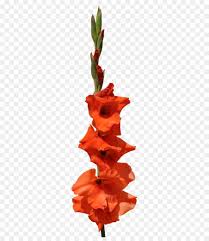 Bouquet Of Flowers Drawing Png Download 324 1024 Free Transparent Gladiolus Png Download Cleanpng Kisspng Roman gladiators, an armed combatants who the plant has been used for medicinal purposes to draw out splinters and thorns or to treat colic. bouquet of flowers drawing png download