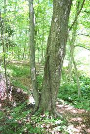 Image result for trees with spiral bark blown off from lightning