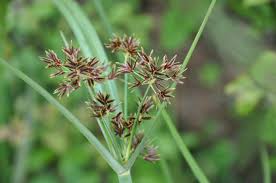 Image result for Cyperus longus
