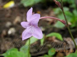 Image result for Mackaya