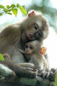 Check spelling or type a new query. A Monkey Mother Hold Her Baby Cute Animals Animals Beautiful Baby Animals