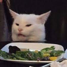 Cryingcat Instagram Explore Insurance Hashtags Photos And Videos Fotos De Animais Engracados Memes De Animais Fofos Rostos De Meme