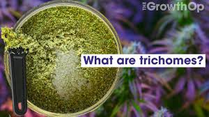 What Are Trichomes Weed Easy